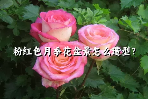 粉红色月季花盆景怎么造型？