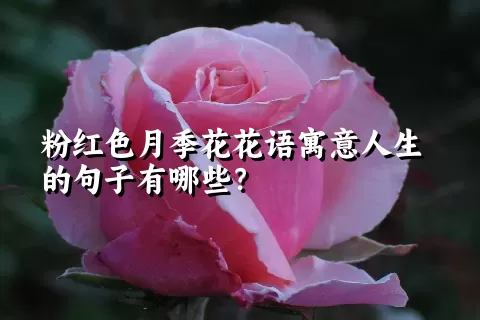 粉红色月季花花语寓意人生的句子有哪些？