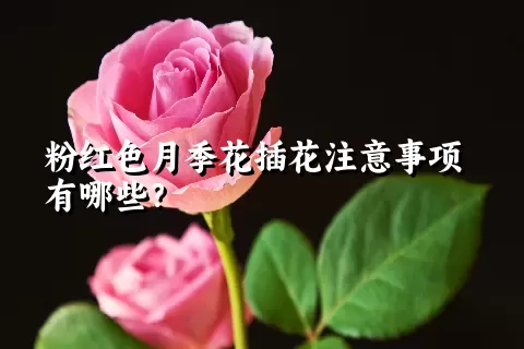 粉红色月季花插花注意事项有哪些？