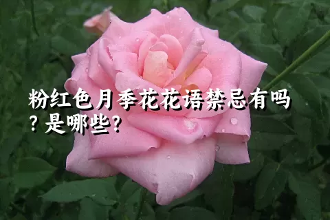 粉红色月季花花语禁忌有吗？是哪些？