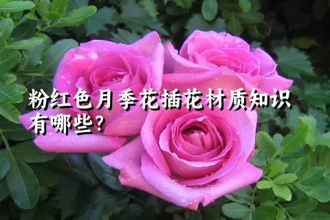 粉红色月季花插花材质知识有哪些？