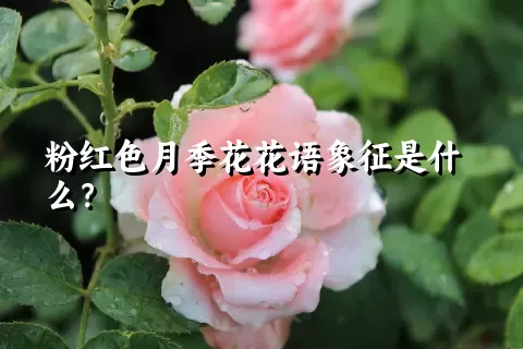 粉红色月季花花语象征是什么？