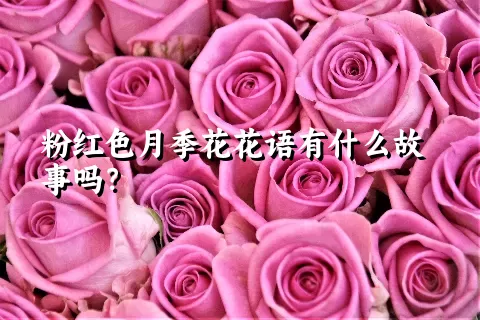 粉红色月季花花语有什么故事吗？