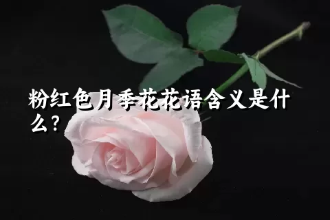 粉红色月季花花语含义是什么？