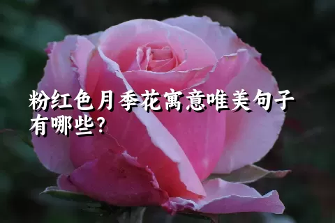 粉红色月季花寓意唯美句子有哪些？