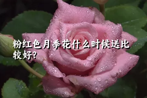 粉红色月季花什么时候送比较好？