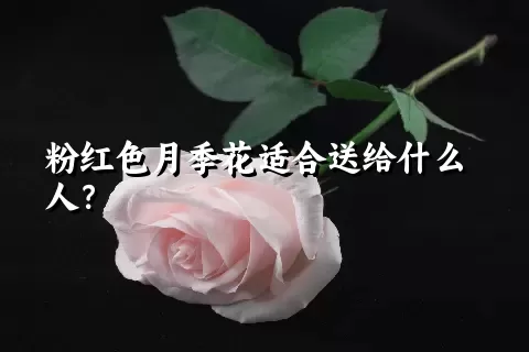 粉红色月季花适合送给什么人？