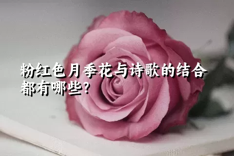 粉红色月季花与诗歌的结合都有哪些？