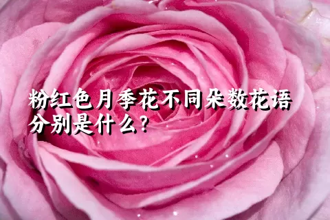 粉红色月季花不同朵数花语分别是什么？