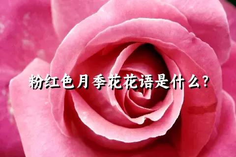 粉红色月季花花语是什么？