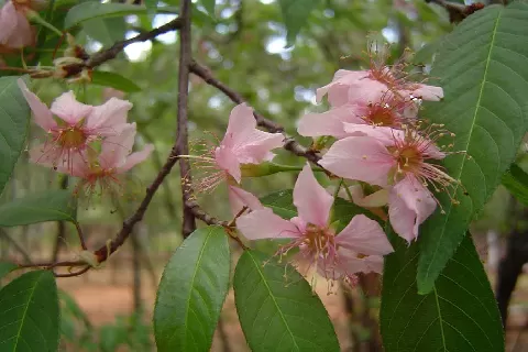 冬樱花