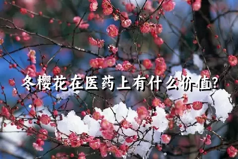 冬樱花在医药上有什么价值？