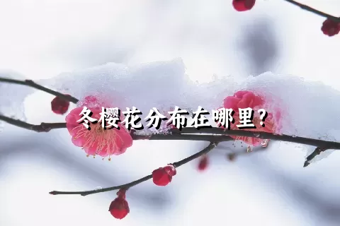 冬樱花分布在哪里?