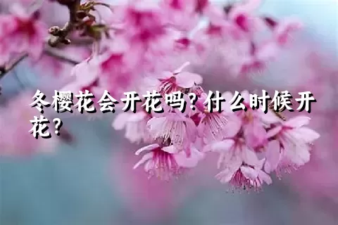 冬樱花会开花吗？什么时候开花？