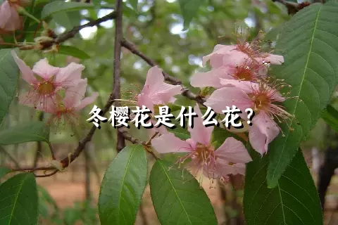 冬樱花是什么花？