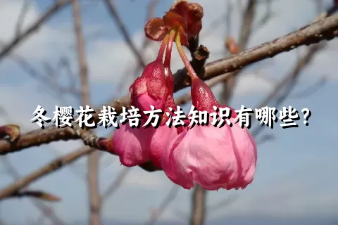 冬樱花栽培方法知识有哪些？