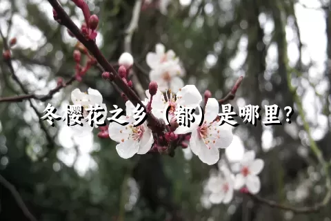 冬樱花之乡（都）是哪里？