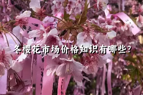 冬樱花市场价格知识有哪些？