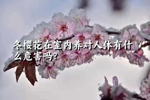 冬樱花在室内养对人体有什么危害吗？