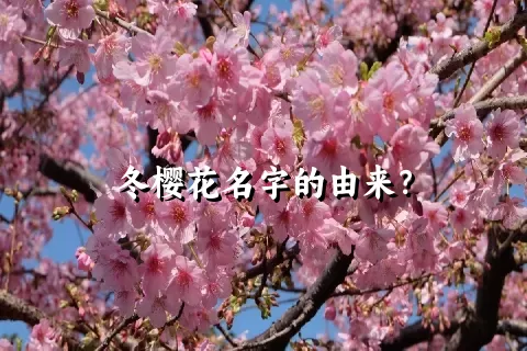 冬樱花名字的由来？