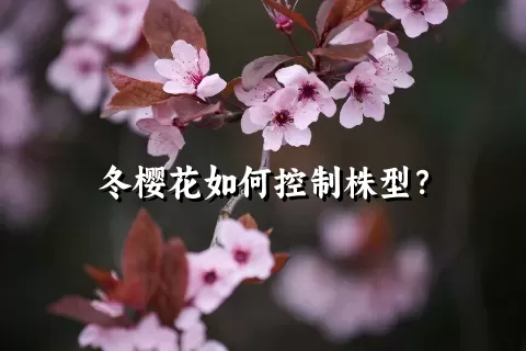 冬樱花如何控制株型？