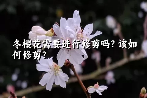 冬樱花需要进行修剪吗？该如何修剪？