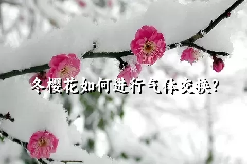 冬樱花如何进行气体交换？