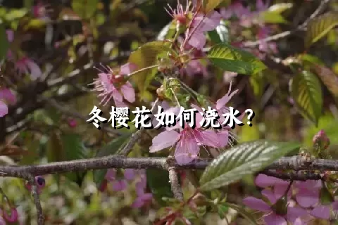 冬樱花如何浇水？