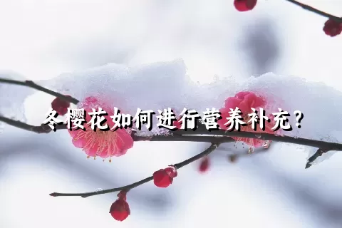 冬樱花如何进行营养补充？