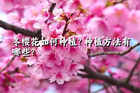 冬樱花如何种植？种植方法有哪些？