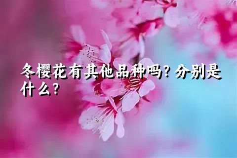 冬樱花有其他品种吗？分别是什么？