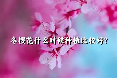 冬樱花什么时候种植比较好？