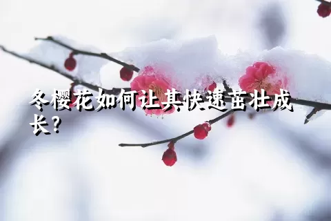 冬樱花如何让其快速茁壮成长？