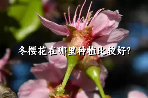 冬樱花在哪里种植比较好？