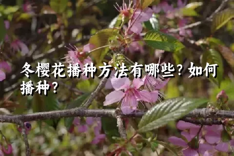 冬樱花播种方法有哪些？如何播种？