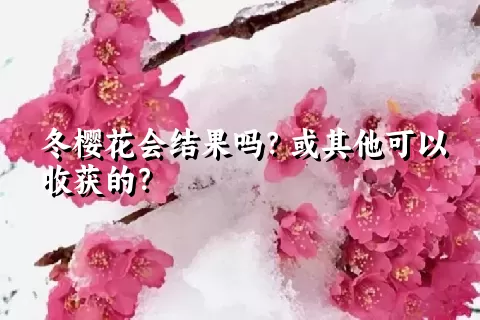 冬樱花会结果吗？或其他可以收获的？