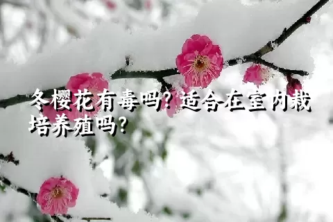 冬樱花有毒吗？适合在室内栽培养殖吗？