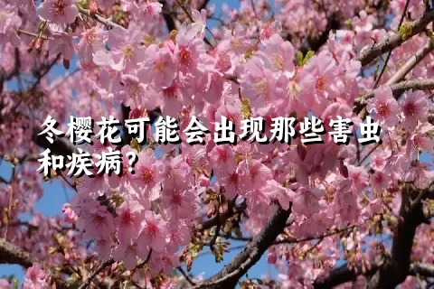 冬樱花可能会出现那些害虫和疾病？