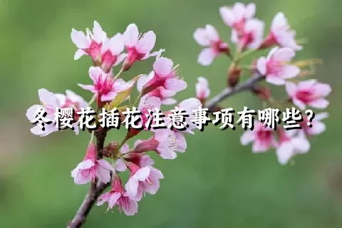 冬樱花插花注意事项有哪些？