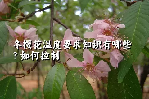 冬樱花温度要求知识有哪些？如何控制