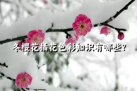 冬樱花插花色彩知识有哪些？