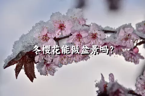 冬樱花能做盆景吗？