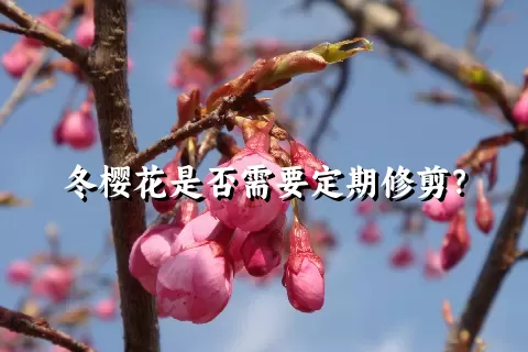 冬樱花是否需要定期修剪？