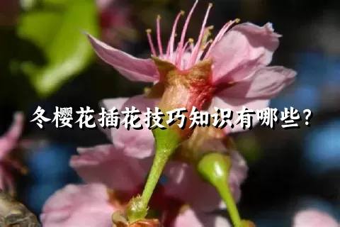 冬樱花插花技巧知识有哪些？