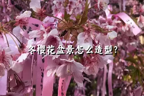 冬樱花盆景怎么造型？