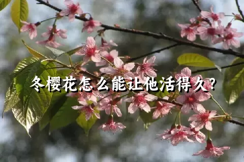 冬樱花怎么能让他活得久？