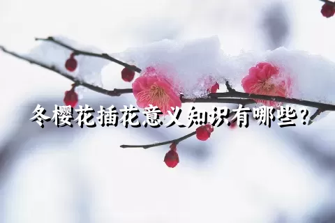 冬樱花插花意义知识有哪些？