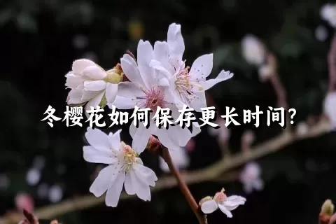 冬樱花如何保存更长时间？