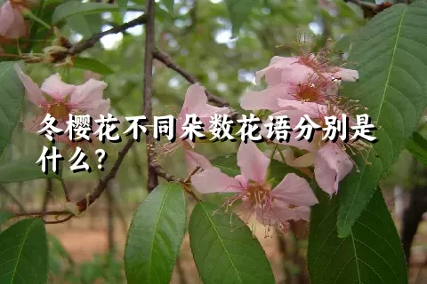 冬樱花不同朵数花语分别是什么？