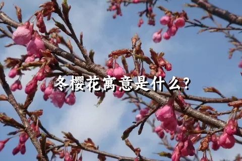 冬樱花寓意是什么？